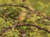 Grasshopper Warbler at Two Tree Island (West) (Pete Livermore) (67347 bytes)